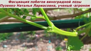 Ленточные побеги на винограднике, раздваивающиеся побеги. Аномалии развития побегов винограда.