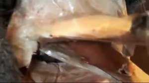 аниматроник в реальной жизни