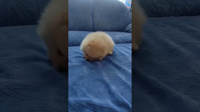 Маленький красивый шпиц