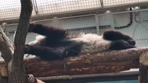🐼 Панда Катюша валяется и не может встать, как и все мы.

Ну а что, выходные ведь