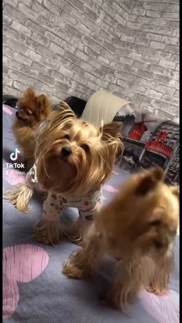 Загрызут!!😂#йоркширскийтерьер #йорк #шпиц #yorkie #шпицмишка #yorkshire # смотреть онлайн