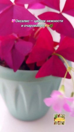 Оксалис. Цветок нежности и очарования.🌿💖