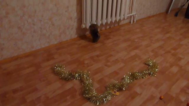 P1060827.MOVшпиц щенки продажа смотреть онлайн