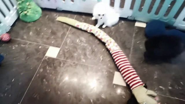 щенки померанского шпица. белые смотреть онлайн