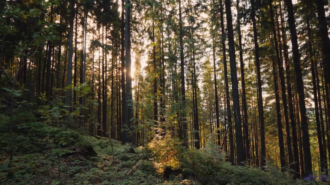 Леса звучат как музыка сердца вместе с этим треком - Like a Ho3 -- 22 -- Unnamed album