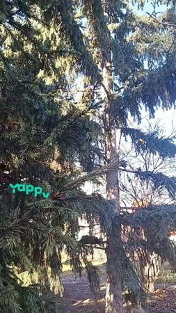 ШКОЛЬНЫЙ ЛЕС,,,ОБОЖАЮ ЕГО