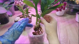 Посадка орхидеи Дендрофаленопсис. Обзор дендробиумов в разных вариантах субстрата.