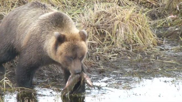 Заначка медведя смотреть онлайн