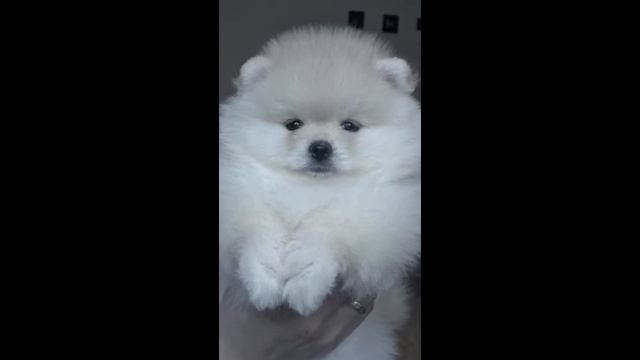 Кремовая девочка - продается смотреть онлайн