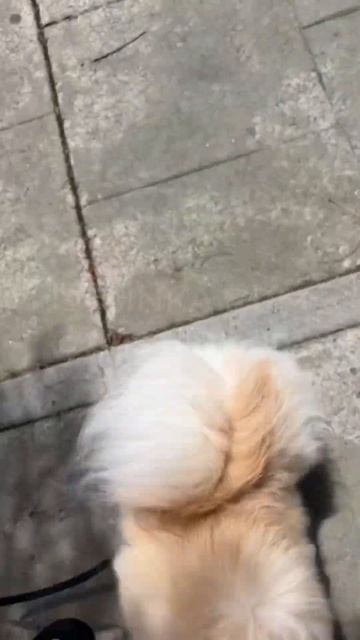 Буся #шпиц на прогулке хочет на ручки #cutepomeranian #собака #померанскийшпиц #pomeranian #cute смотреть онлайн