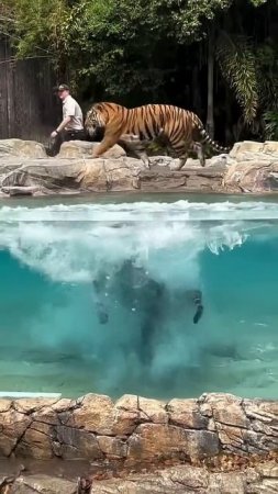 Тигра попался! Ловушка с мясом и бассейн 😅🐅💦