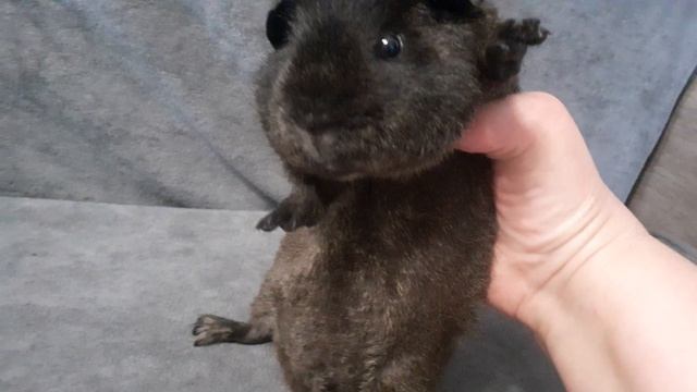 Американский тедди лимонный солид агути из питомника ZLATO VLASKA