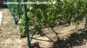 Поражение листьев винограда ветром оставляет - ржавые следы, это  нарушение проводящей системы листа
