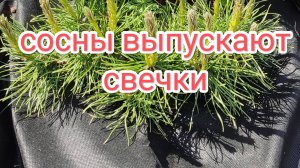 Сосны выпускают свечки