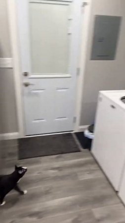 Epic Cat Jump Fails! 😂🐱❌