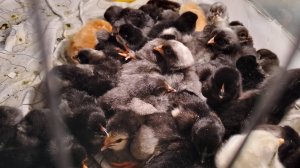 Вывелась новая партия цыплят.