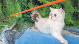 VID_20250516_165224.mp4