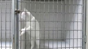 Король побега / King of escape