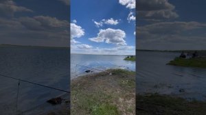 Одуванчики …17 мая 2025 год …