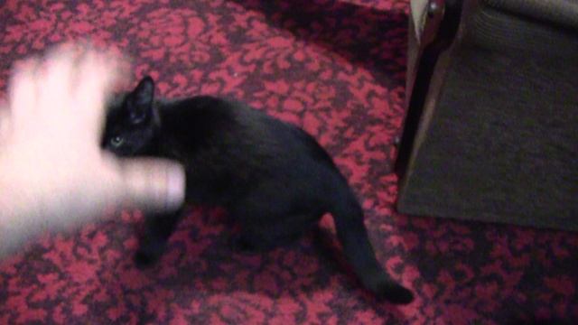 Кот Василий