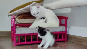 Мама-кошка ласкает своих маленьких котят.