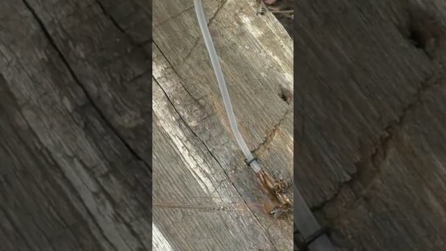 #shortsКак сделать капельную поилку для пчел. смотреть онлайн