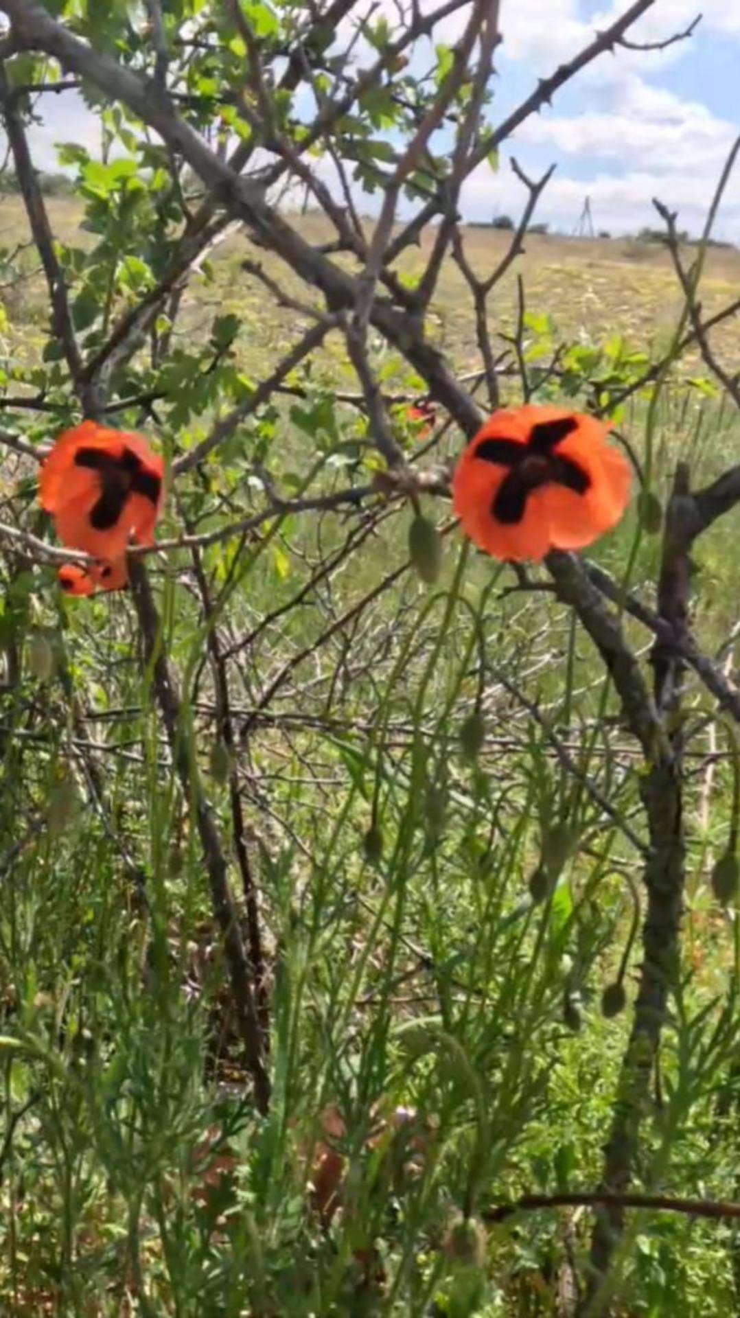 Красные маки в Крыму смотреть онлайн
