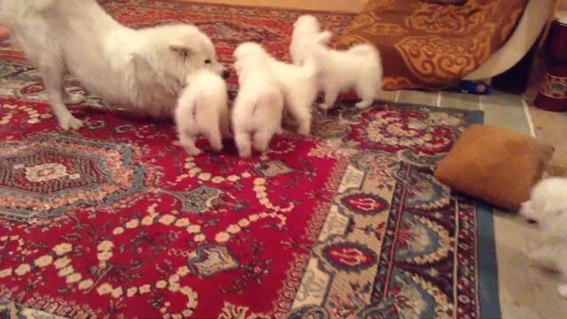 Вечерние самоеды - 3 смотреть онлайн