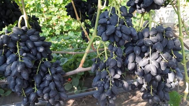 Надія рання 2023