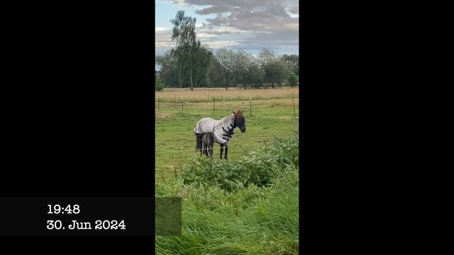 Конь в пальто смотреть онлайн