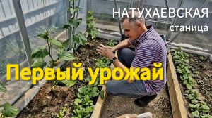 НАТУХАЕВСКАЯ.Станичные будни.Первый УРОЖАЙ огурцов!