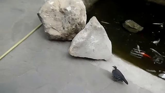 Парк птиц - вторая территория. Павильон "певчие птицы" смотреть онлайн