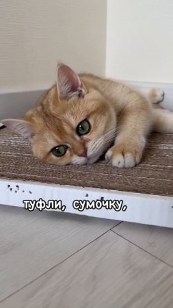 Ничего не хочу !