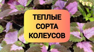 ТЕПЛЫЕ СОРТА КОЛЕУСОВ