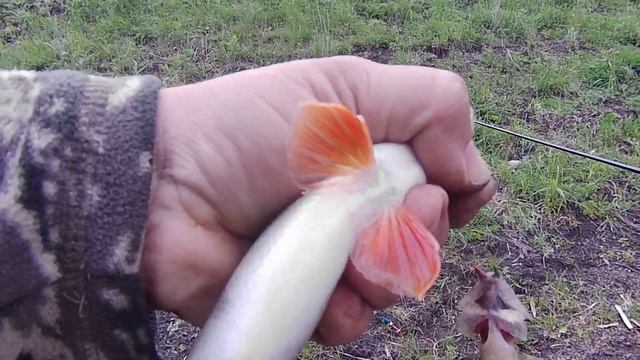 ОКУНЬ КЛЮНУЛ НА ЕРША. ВЕЧЕРНЯЯ РЫБАЛКА НА РЕКЕ. смотреть онлайн