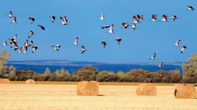 Спас медовый, яблочный и хлебный Родниковская сельская библиотека смотреть онлайн