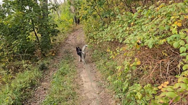 С хаски Диком в лесу на борисовских прудах 29.09.24 часть 4 смотреть онлайн
