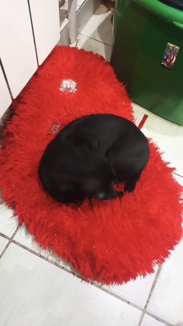 Той-терьер смотреть онлайн