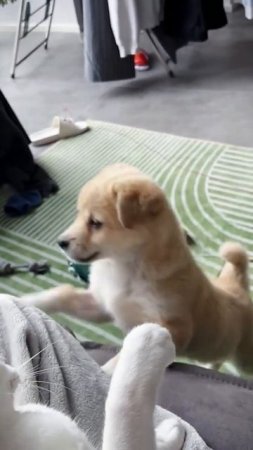 Cat vs. Dog_ Who’s the Boss_ 🐱🥊🐶