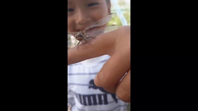 Шакиевтар отбасы Павлодар облысы Май ауданы смотреть онлайн