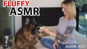 АСМР Mommy Amy Пушистая СОБАКА АСМР - Немецкая овчарка ест различную хрустящую еду