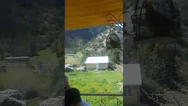 друзья отдыхают на природе Артуч