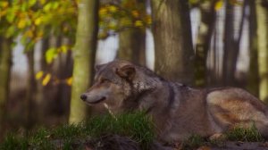 Раненая волчица плелась по мокрому снегу. Она совсем выбилась из сил и не надеялась на помощь.