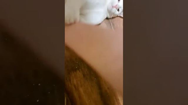 Очарование Снежок ищет домашний теплый уголок ❤️🙏🐱