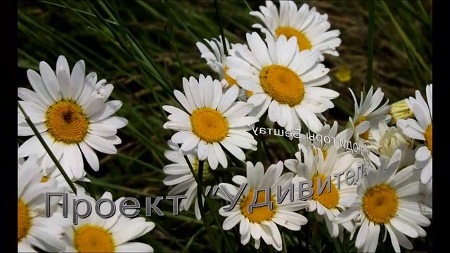 Сюжет № 001 из проекта "Удивительные люди горы Бештау" смотреть онлайн