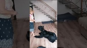 Домашнее видео. Сын Роман-Кош Паваны Итнэ де Муэртэ 2025. Ачинск