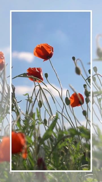 Цветочные поля #canva_на_смартфоне смотреть онлайн