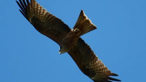 Владимир Швецов - "Весна на Кубани" (луни, канюки, коршуны)