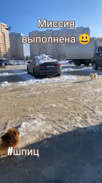 Голубей разогнала, миссию выполнила 😃 шпиц порода охотничья 🤭 #шпиц #видеоссобаками #краснодар