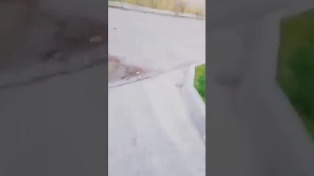 Прогулка со Шпицем Лукасом